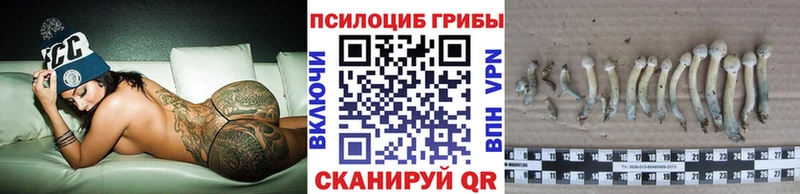 дарк нет как зайти  наркотики  Бор  Псилоцибиновые грибы Psilocybe 